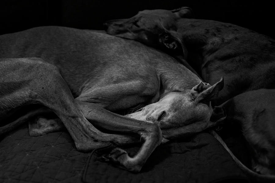 Dog Photograph - Two by Liesbeth Van Der