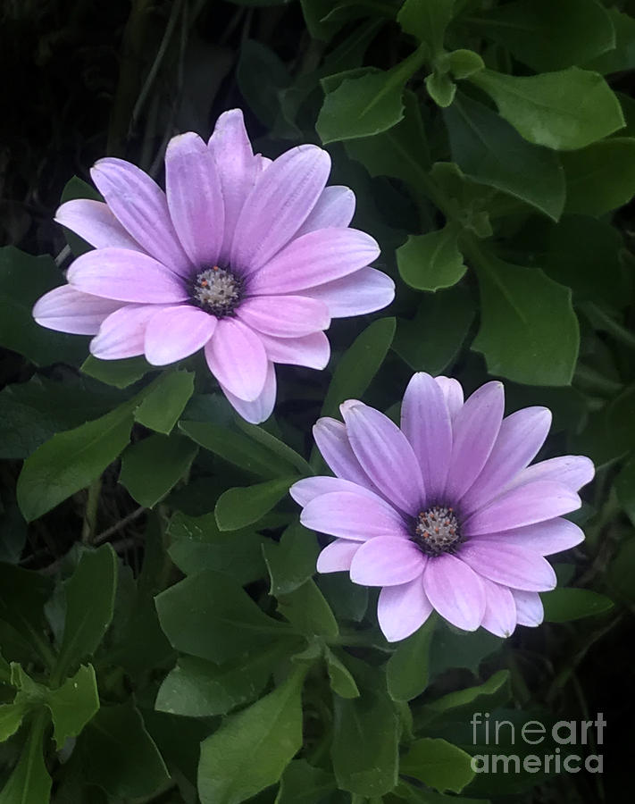 flowers with 2 petals