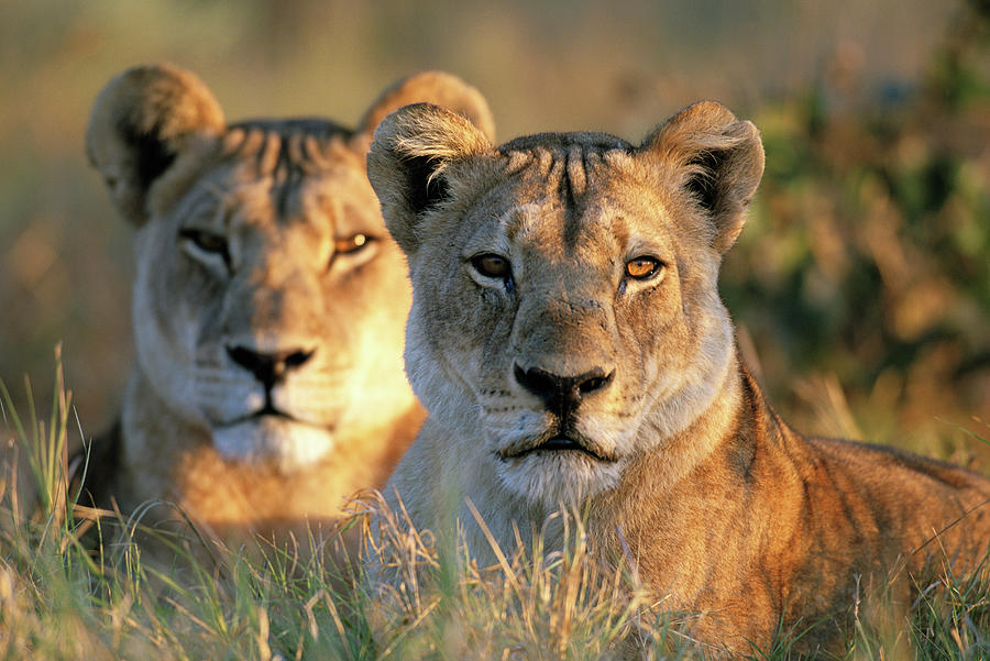 Two Lionesses  Panthera Leo  Lying In Photograph by Paul Souders
