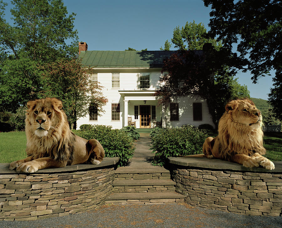 Two Lions Guarding A House Entrance Photograph by Matthias Clamer