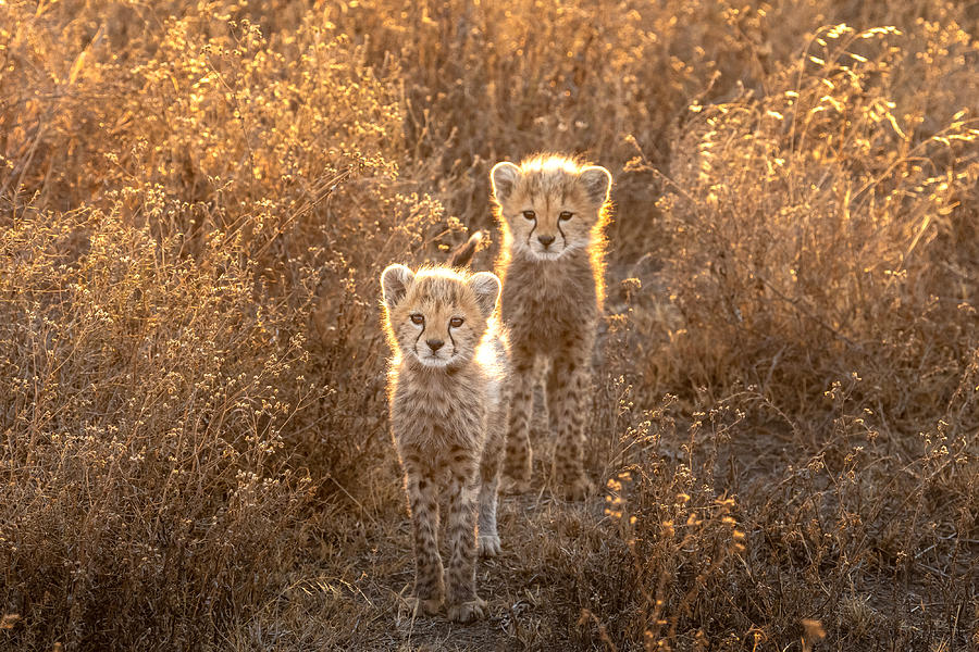 Cheetah Photograph - Two Little Cheetah by Hung Tsui Cheetah Photograph - Two Little Cheetah by Hung Tsui