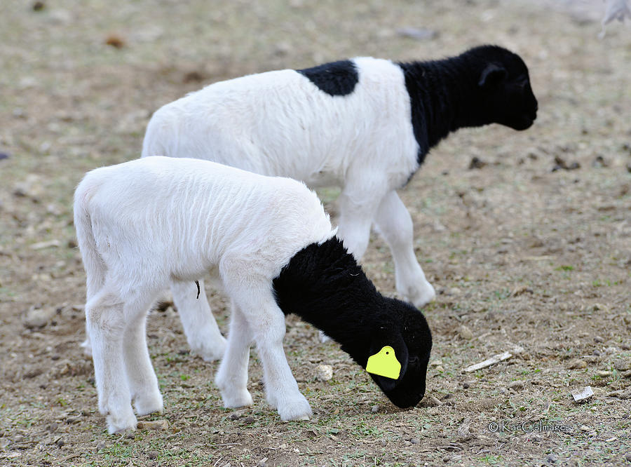 Two Little Lambs Photograph by Kae Cheatham