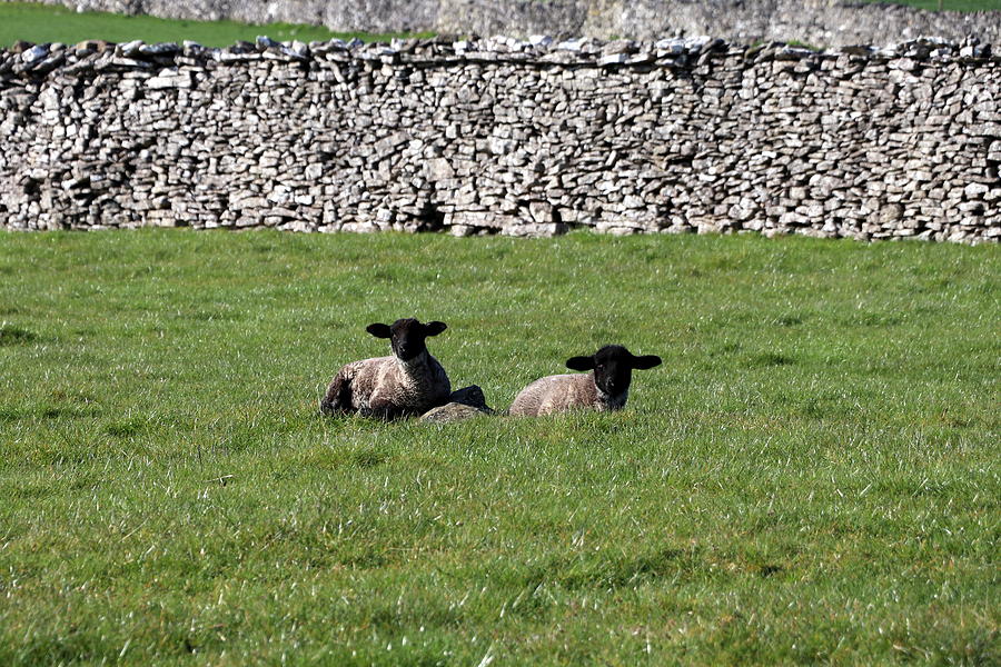 Two little lambs Photograph by Lukasz Ryszka
