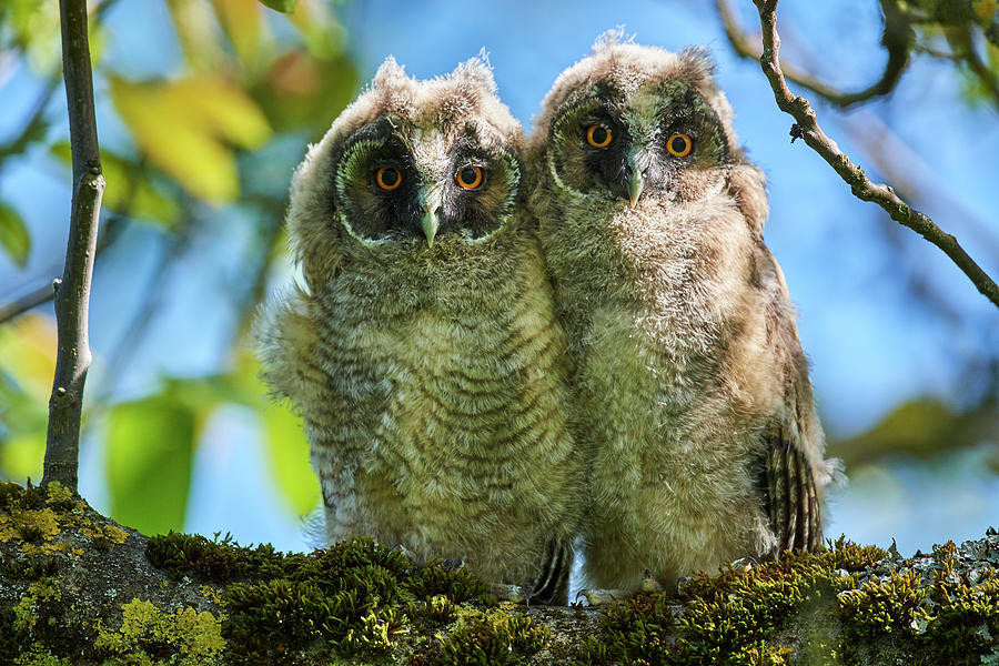 Two Long Eared Owl Chick Perched In Tree Alsace France Photograph By Eric Baccega Naturepl 8963