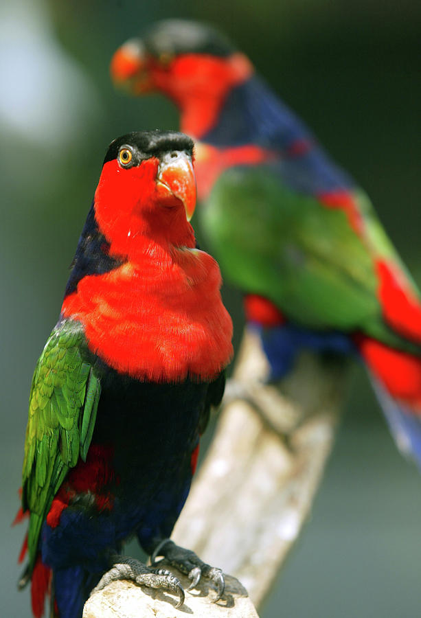 Two Lorius Lory Birds Sit Inside A Cage Photograph by Darren Whiteside ...