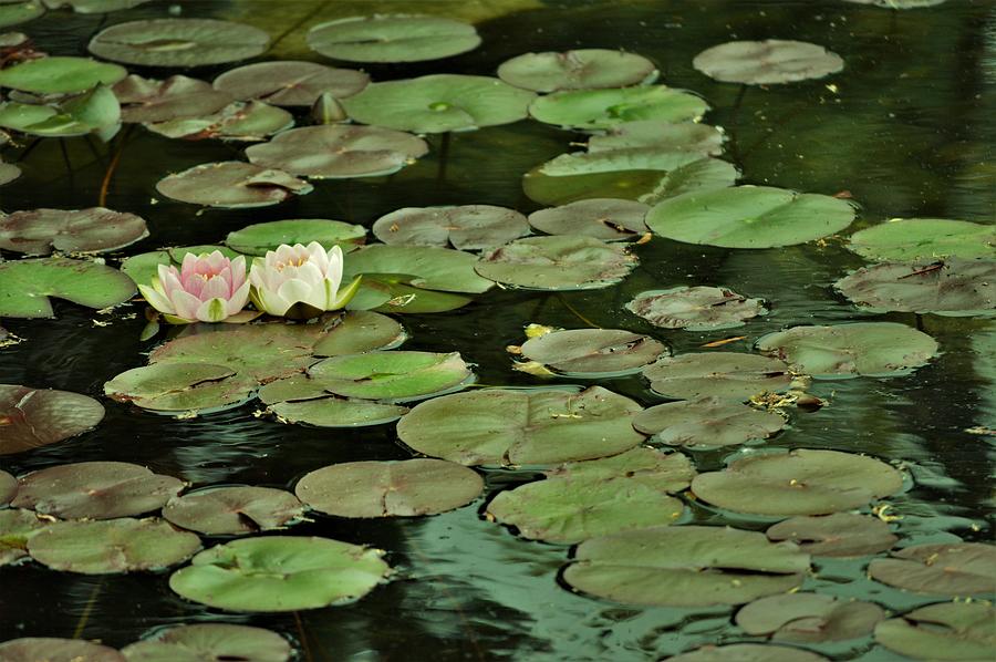 Two Lotus Blossoms Adrift Photograph