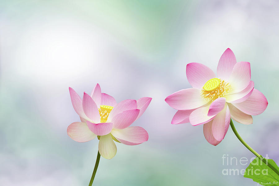 Nature Photograph - Two Lotus Flowers in Love by TJ Best