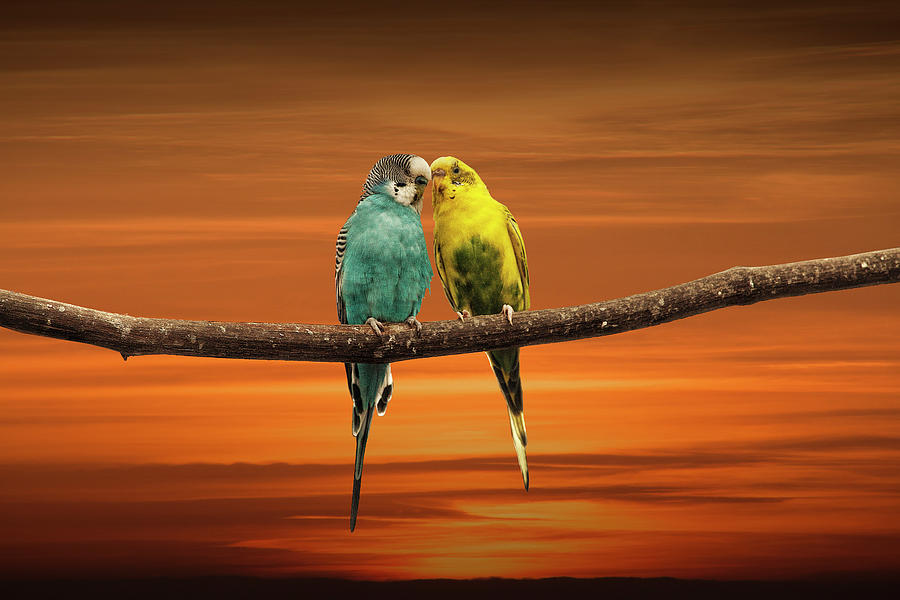 Two Love Bird Parakeets  perched out on a Tree Branch at Sunset Photograph by Randall Nyhof