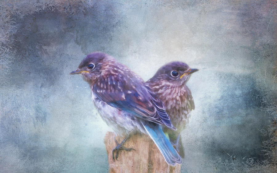 Two Lovely Birds Digital Art by Terry Davis