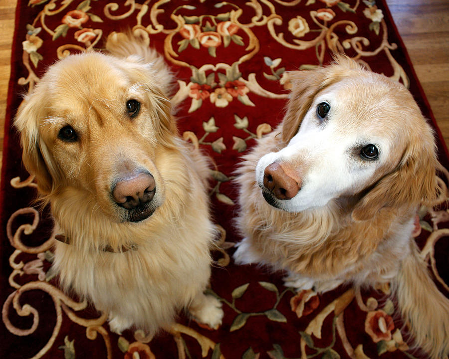 Two Loyal Golden Retrievers Photograph by Victoria Neer Two Loyal Golden Retrievers Photograph by Victoria Neer