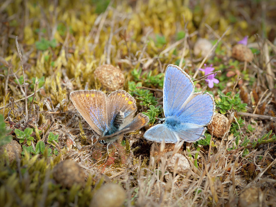 Two Lycaenid Butterflies Mating On The Ground Photograph