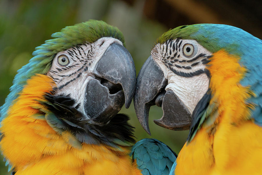 Two Macaw Parrots Photograph by Kendal Swart