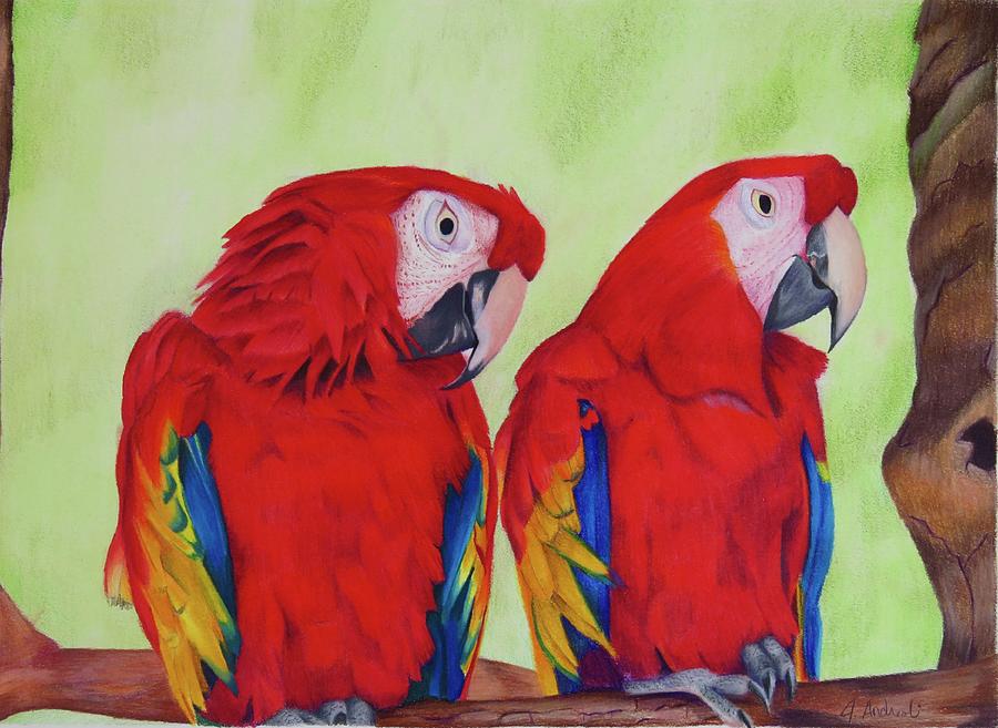 Macaw Drawing - Two Macaws by Jenny Andreoli