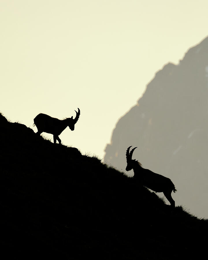 Two Male Alpine Ibex Fighting On A Mountain Slope At Dawn Photograph by Oriol Alamany / Naturepl.com Two Male Alpine Ibex Fighting On A Mountain Slope At Dawn Photograph by Oriol Alamany / Naturepl.com