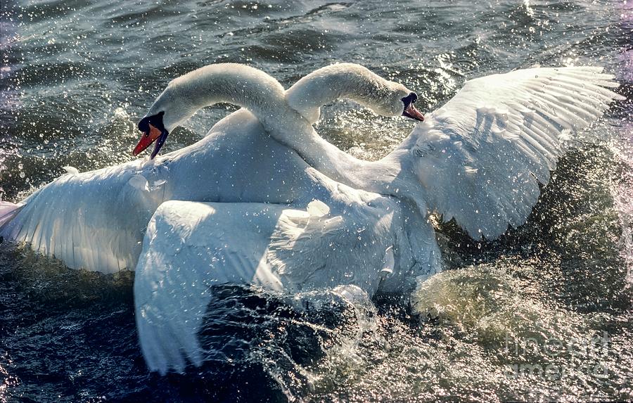 Two Male Mute Swans Fighting Photograph by Martyn F. Chillmaid/science Photo Library