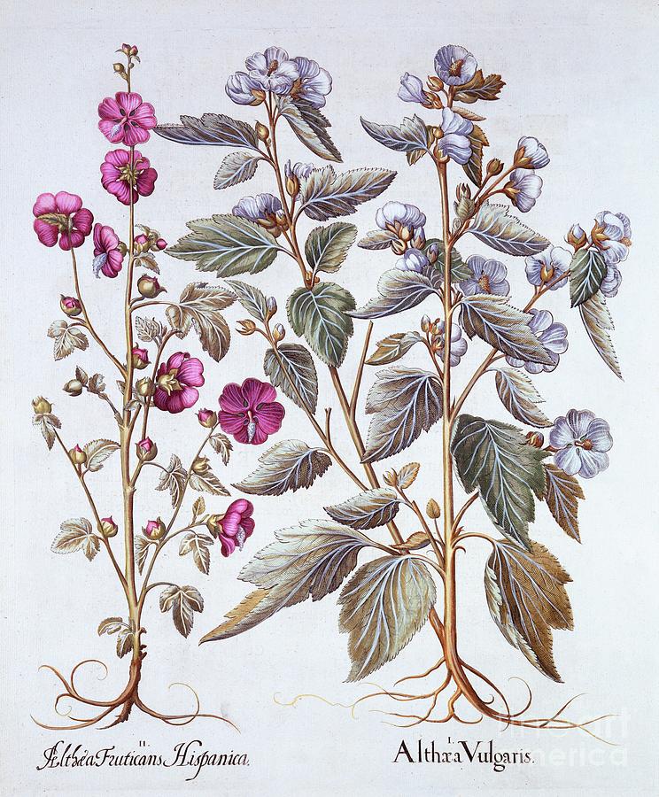 Two Mallow Varieties Drawing by Heritage Images