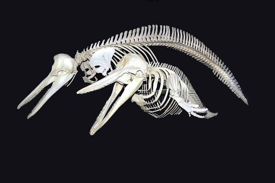 Two Marine Skeletons Photograph by Bill Cain - Pixels