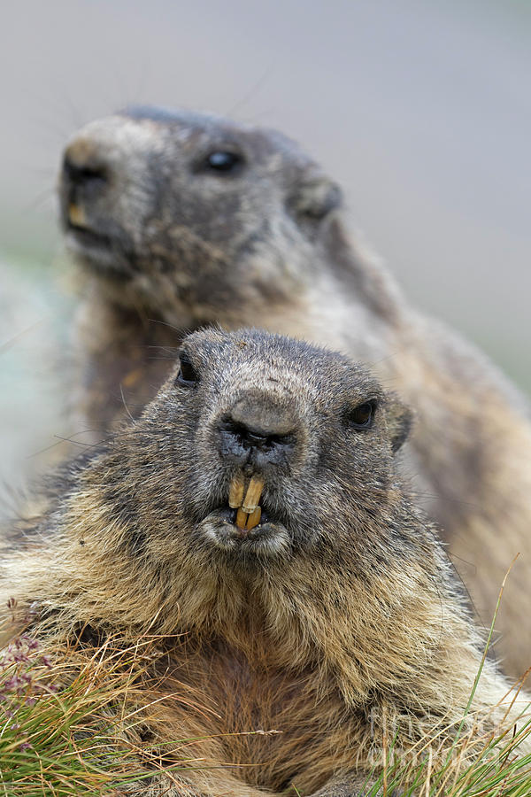 Two Marmots Photograph by Arterra Picture Library