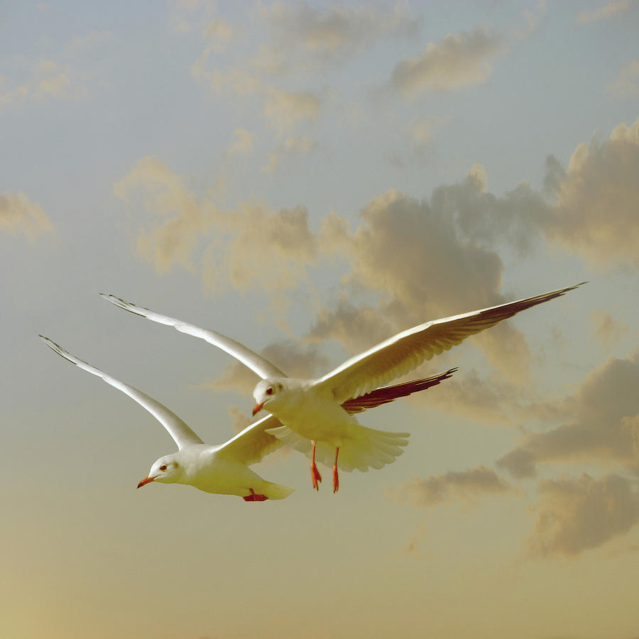 Seagull Photograph - Two Mediterranean Gulls In Flight by Christiana Stawski
