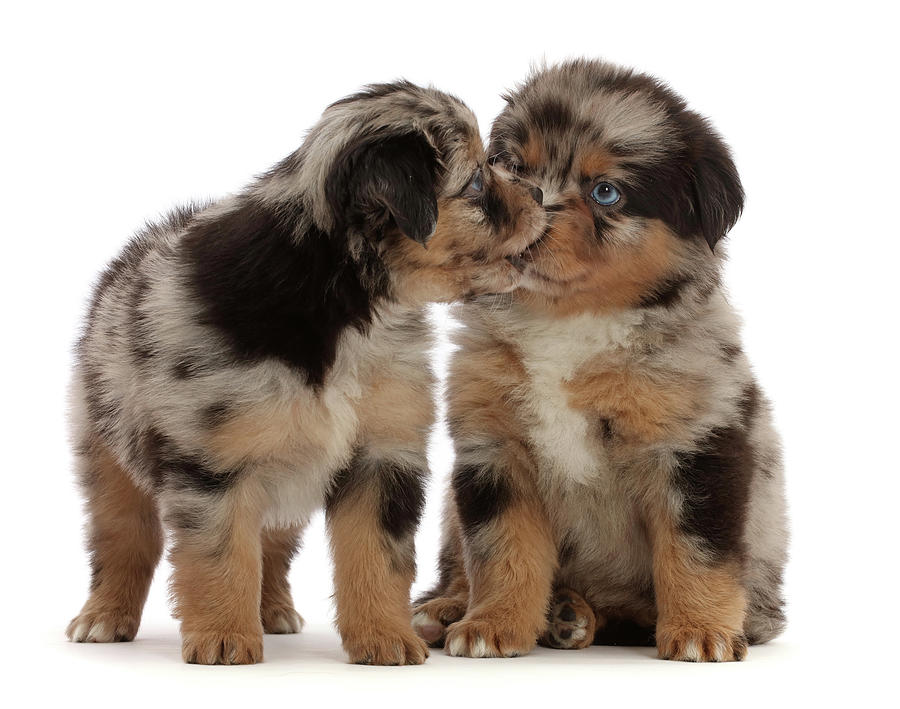 Two Mini American Shepherd Puppies, 5 Photograph by Mark Taylor