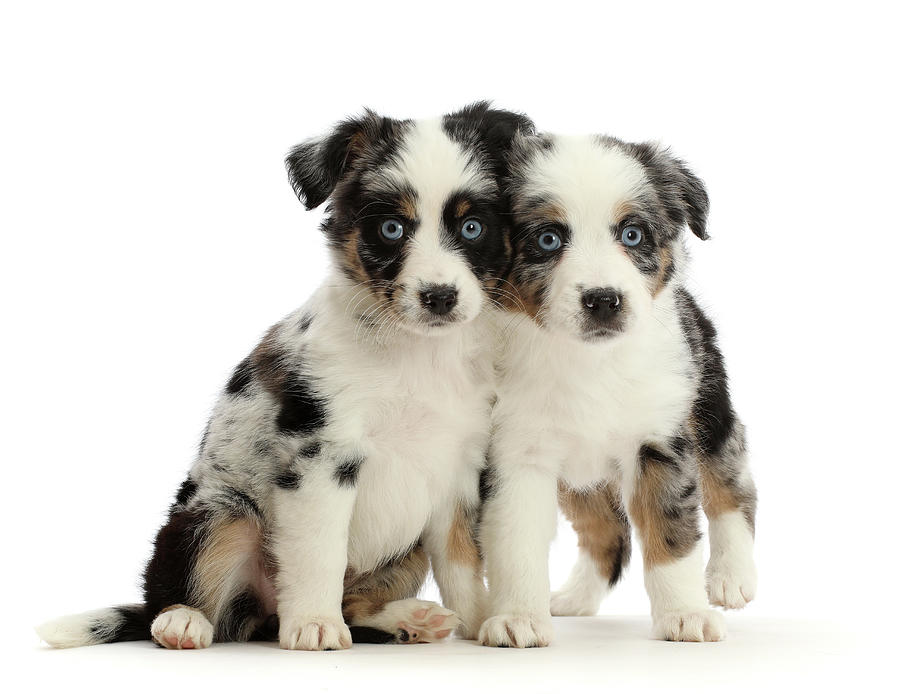 Two Mini American Shepherd Puppies, 7 Photograph by Mark Taylor - Fine ...