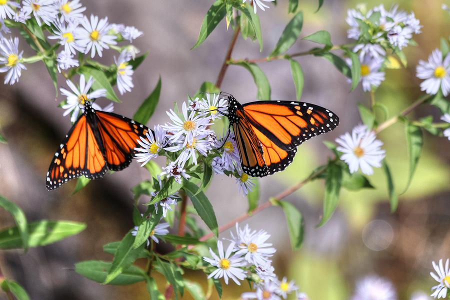 Two Monarch Butterflies Photograph