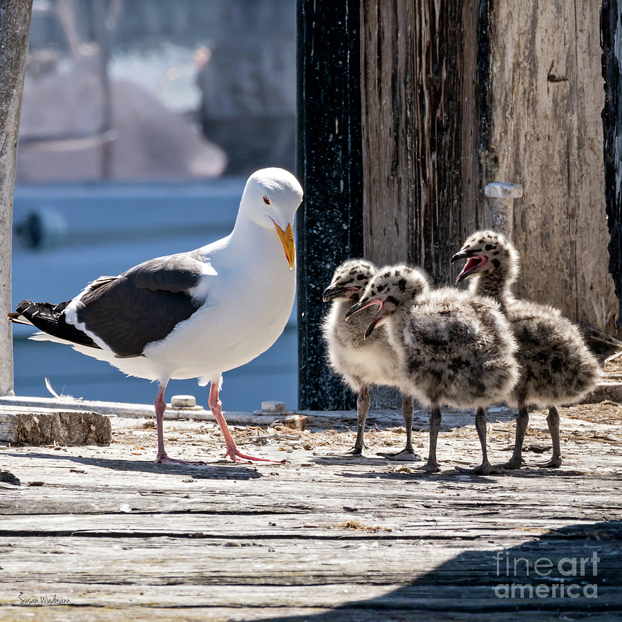 Seagull Photograph - Two Months Later by Susan Wiedmann