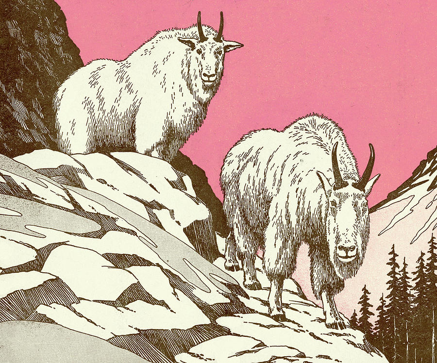 Nature Drawing - Two Mountain Goats by CSA Images