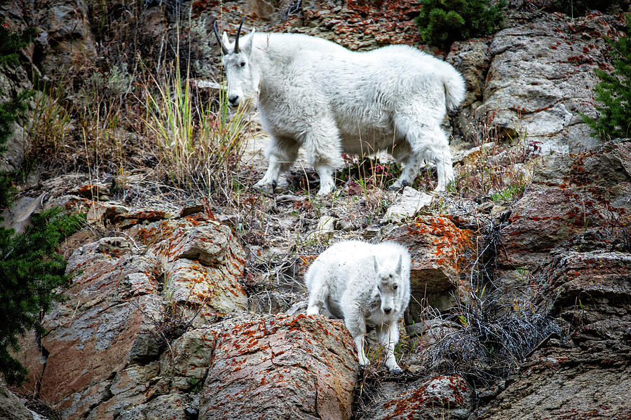 Two Mountain Goats in Yellowstone Photograph by Alex Mironyuk