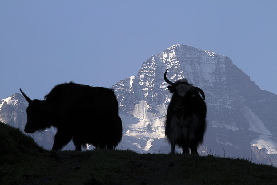 Two Mountain Goats Silhouetted, Focus Photograph by Gerhard Fitzthum