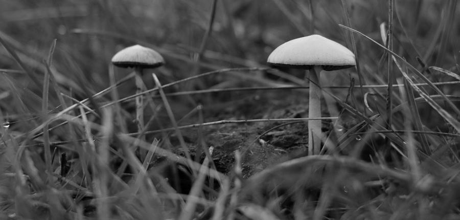 Two mushrooms Photograph by Lukasz Ryszka