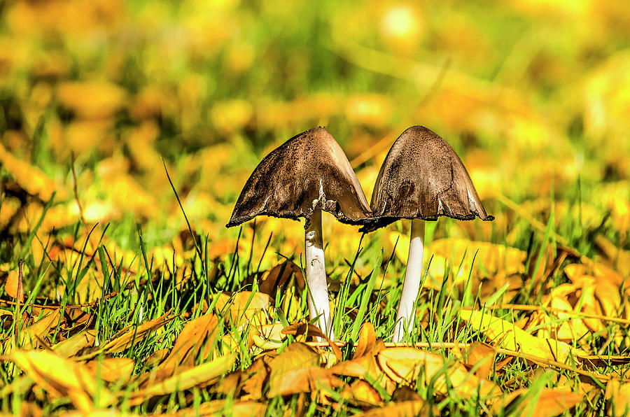 Two mushrooms on a lawn in autumn Photograph by Frans Blok