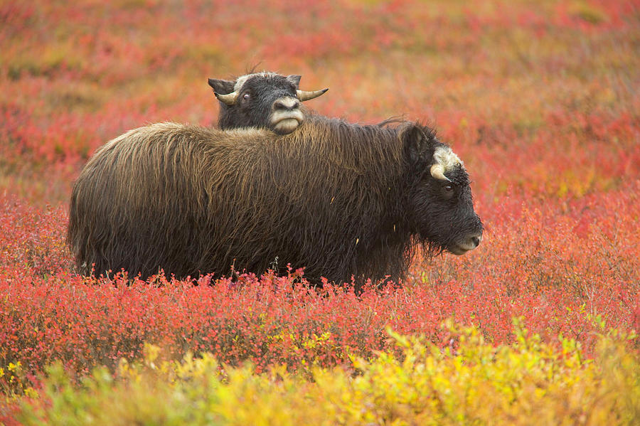 Two Musk Ox Ovibos Moschatus Calves On Photograph by Eastcott Momatiuk