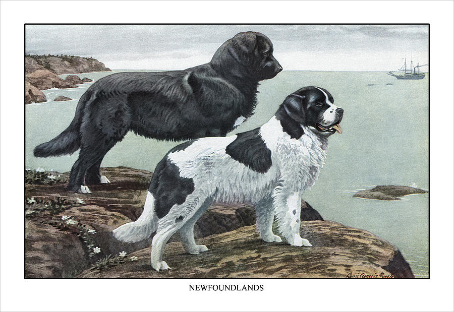Two Newfoundlands Painting by Louis Agassil Fuertes