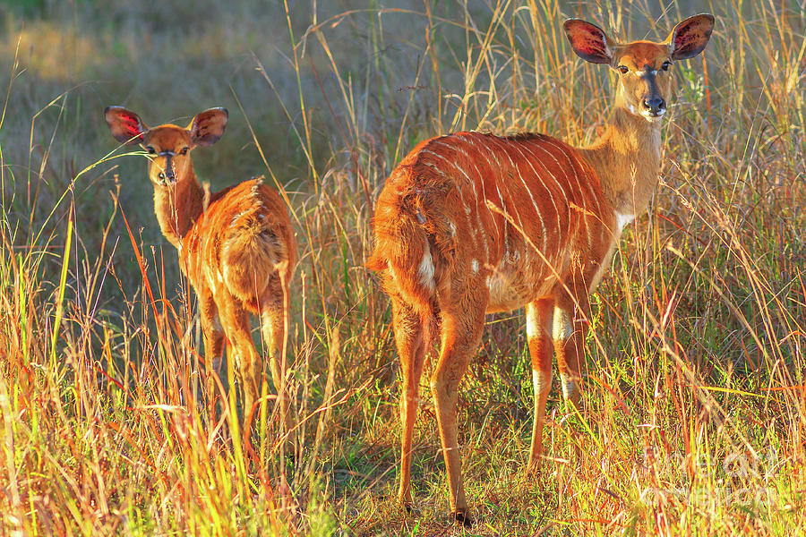 two Nyala females Photograph by Benny Marty