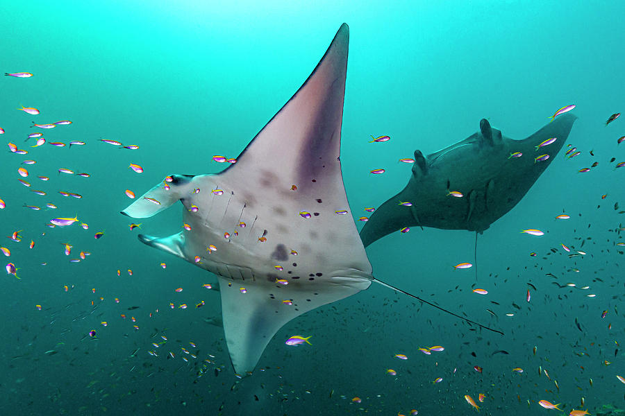Two Oceanic Manta Rays Manta Birostris Photograph by Bruce Shafer