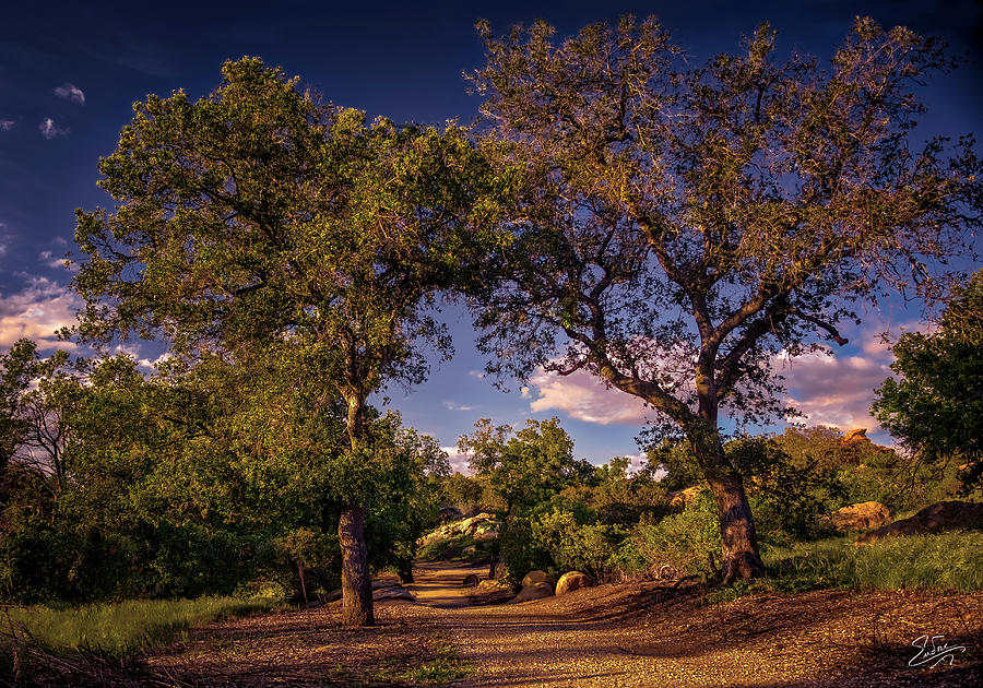 Two Old Oak Trees At Sunset Photograph by Endre Balogh