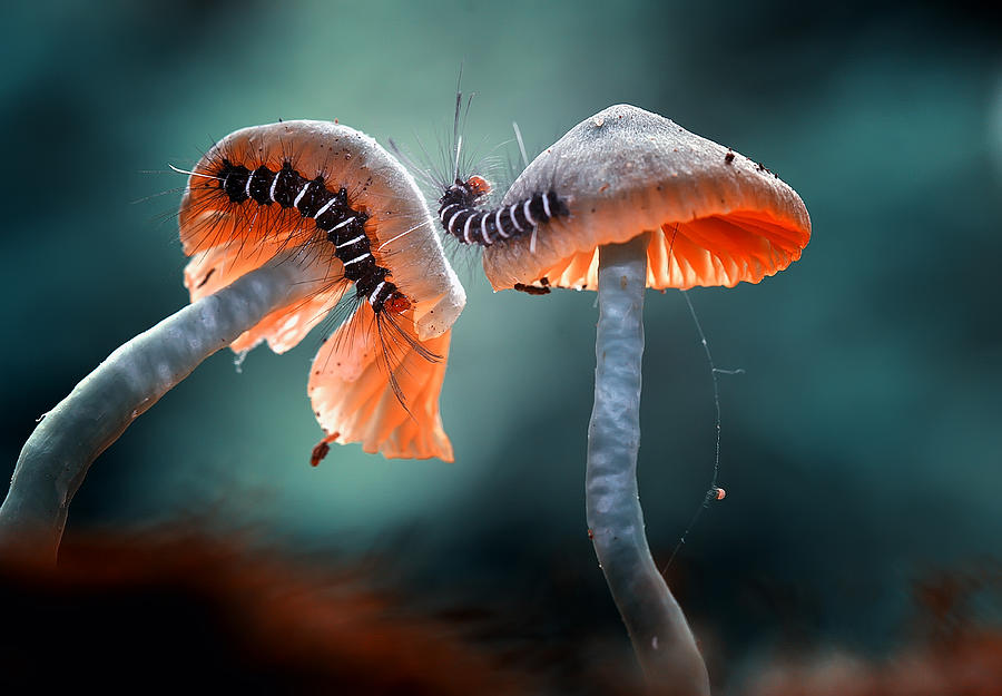 Mushroom Photograph - Two On Two by Abdul Gapur Dayak