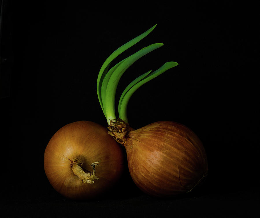 Two Onions Photograph by Nancybelle Gonzaga Villarroya