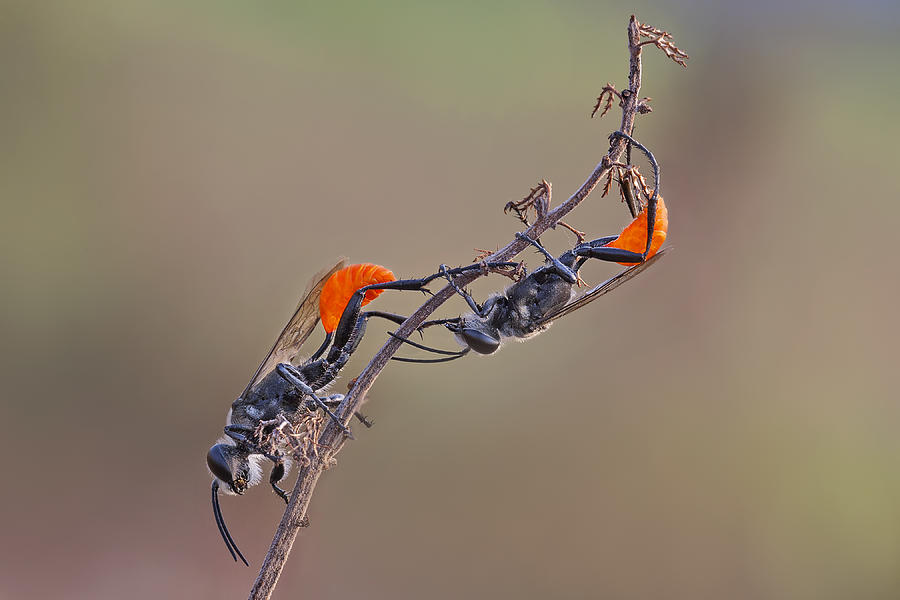 Two Orange Photograph by Nunu Rizani