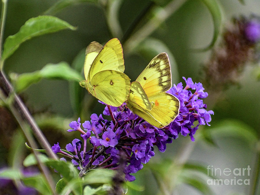 Two Orange Sulphur Butterflies Photograph by Cindy Treger