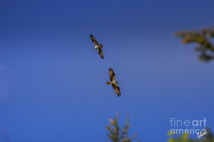 Two Osprey  Photograph by Alana Ranney