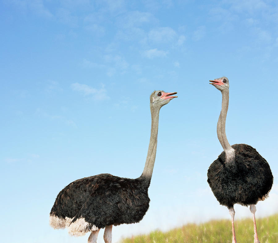 Two Ostriches Looking Face To Face Photograph by Digital Zoo