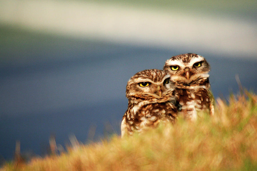Two Owl Photograph by Adriana Casellato