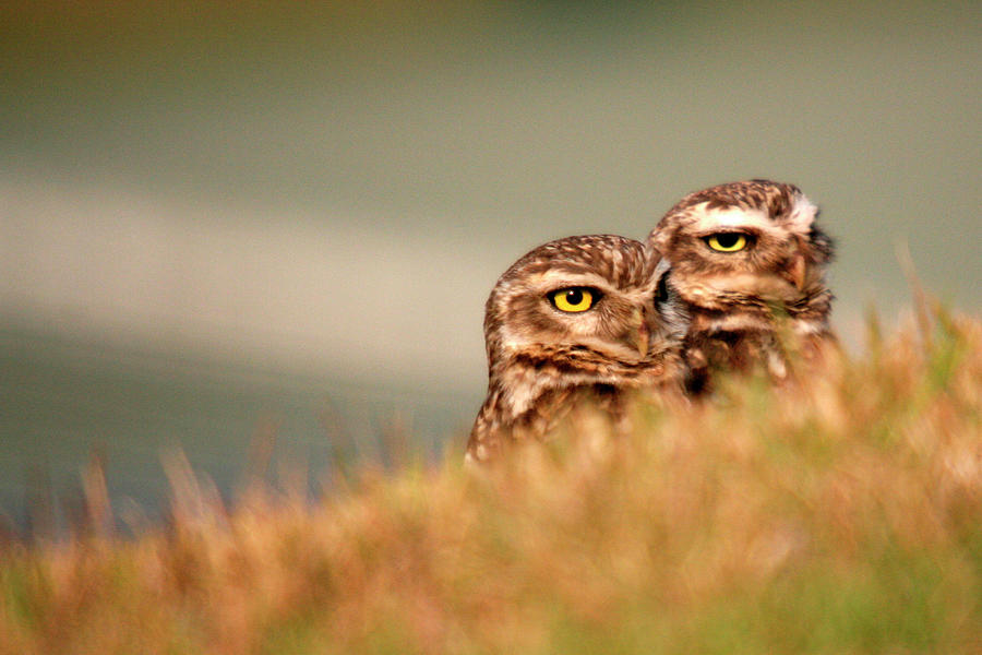 Two Owls Photograph by Adriana Casellato