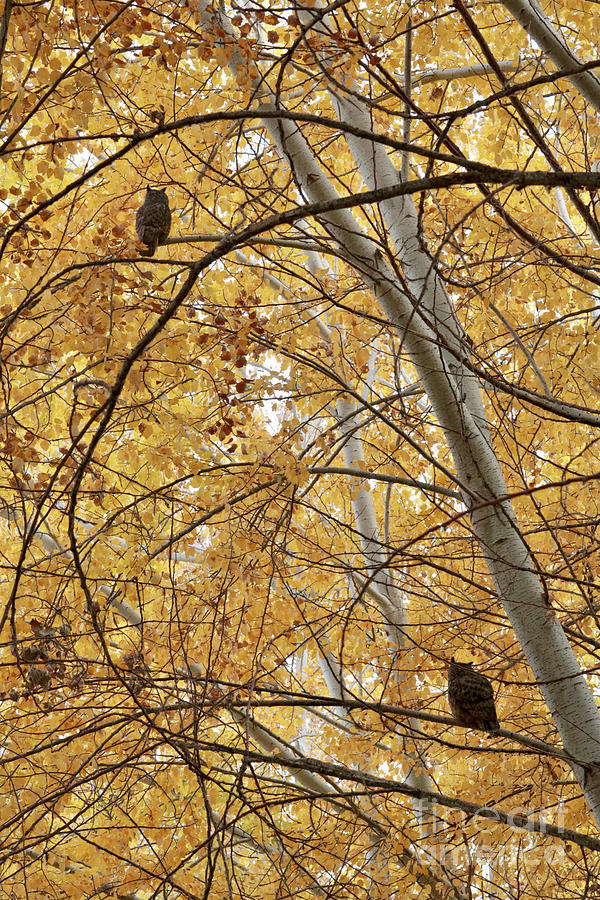 Two Owls in Autumn Tree Photograph by Carol Groenen
