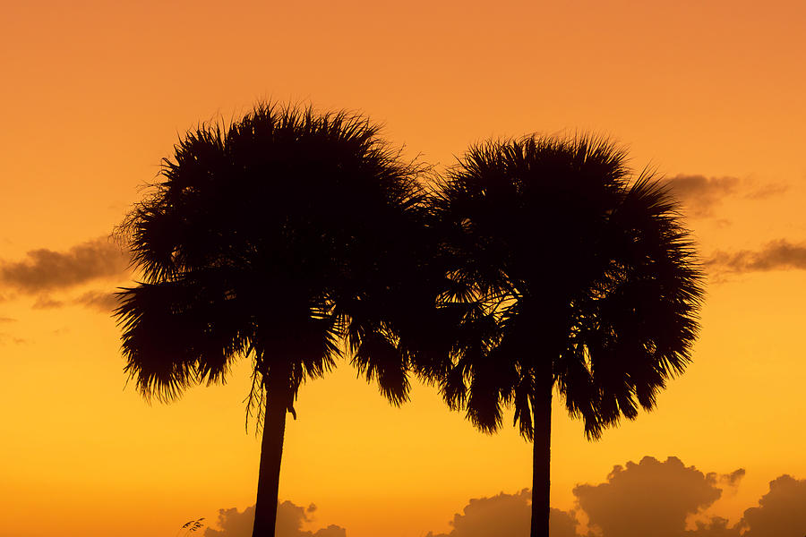 Two Palm Sunset Photograph by Robert Wilder Jr
