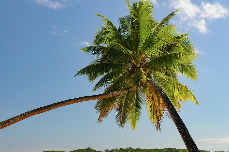 Two Palm Trees Growing Together On The Beach At Yanuca Island, Fiji ...