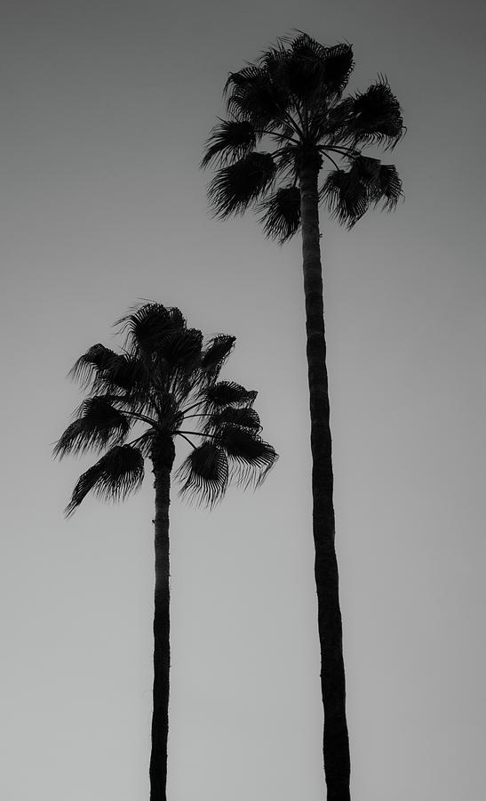 Palm Photograph - Two palm trees in black and white by Guillermo Lizondo.