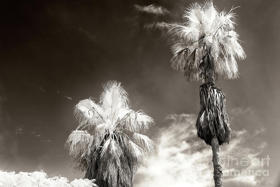 Two Palm Trees in Jaffa Infrared Photograph by John Rizzuto